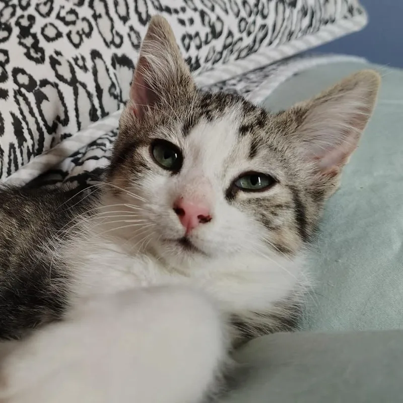 A baby small-sized male White Domestic Short Hair cat named Stovetop Stuffing for adoption in Gibsonia, PA