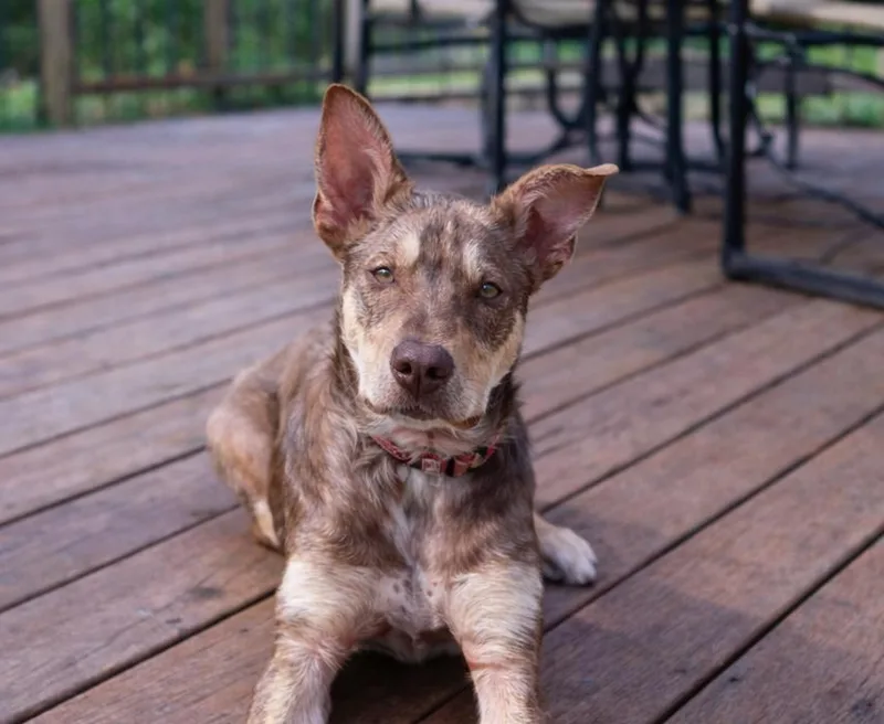 Trooper Pups For Parole