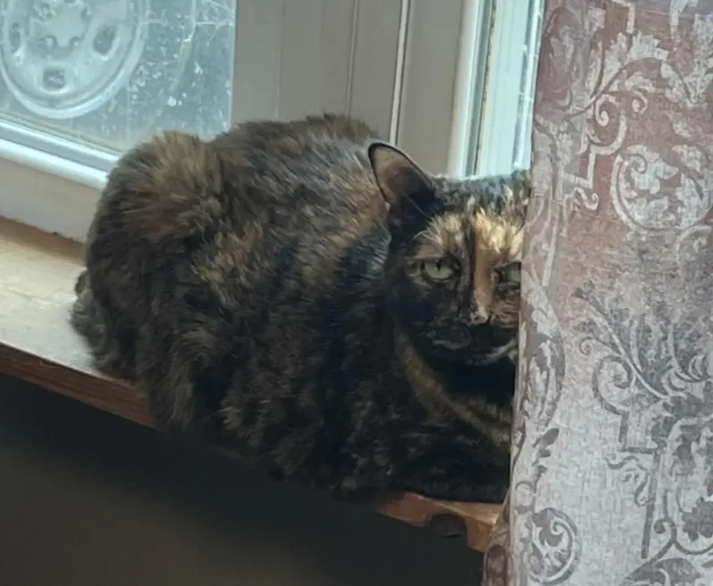 An adult medium-sized female Tortoiseshell cat named Allie for adoption in Plain City, OH