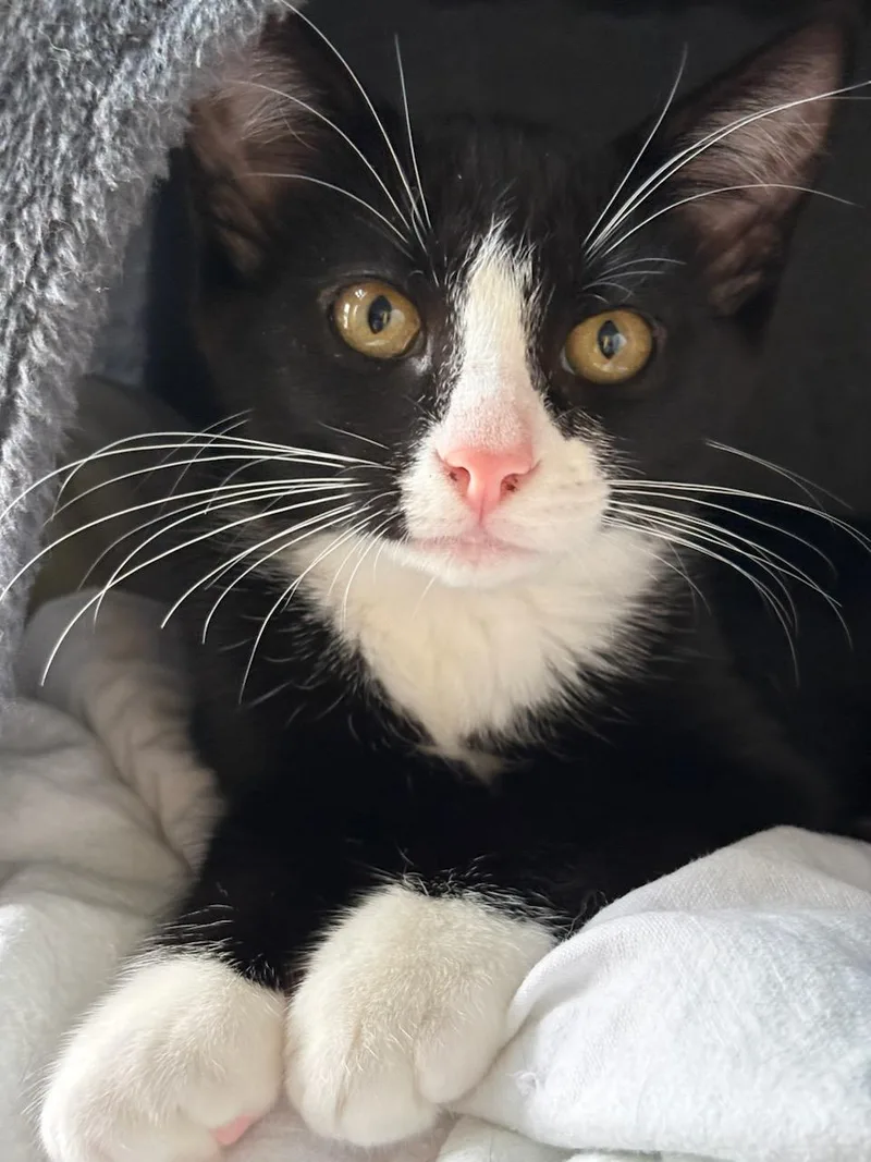 A baby medium-sized male Domestic Short Hair cat named Sylvester for adoption in Rochester, WA