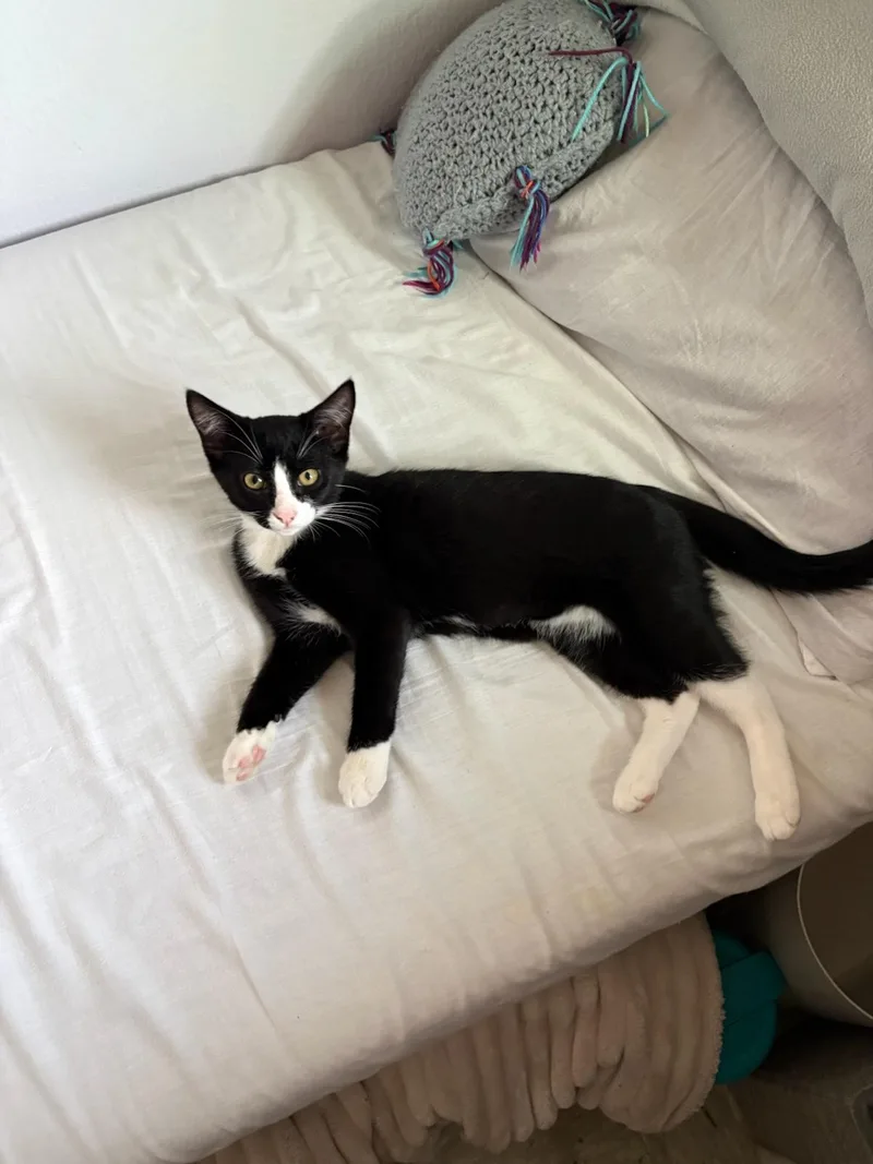 Sylvester thumbnail 2