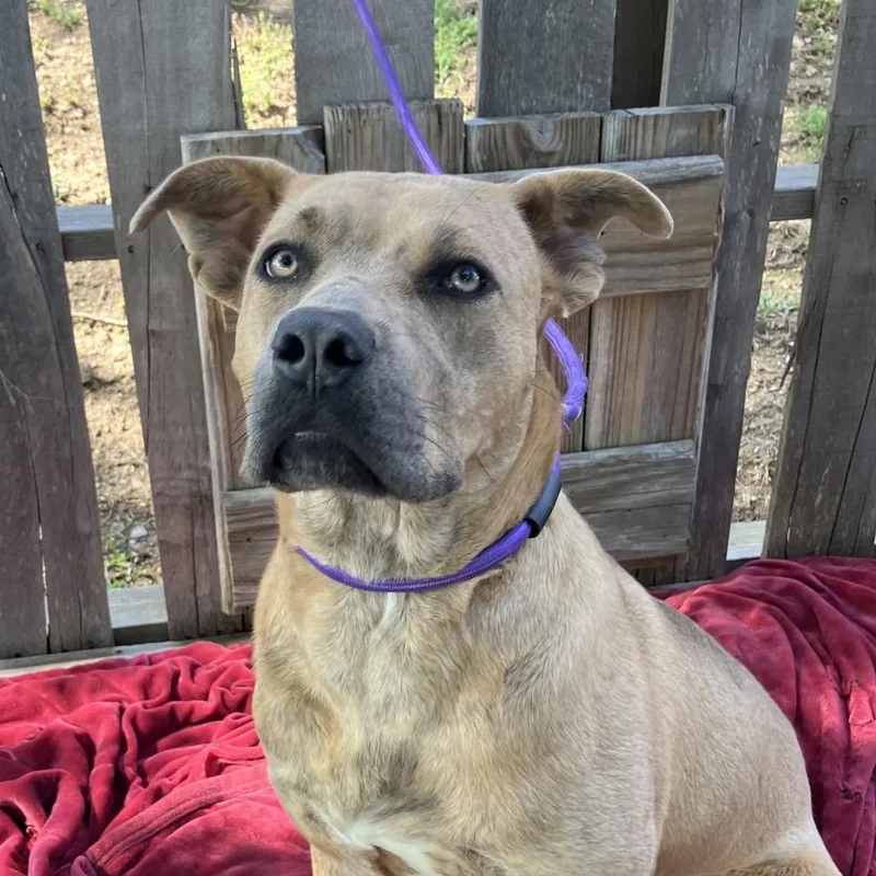A young small-sized female Yellow / Tan / Blond / Fawn Mixed Breed dog named Fawn for adoption in Pulaski, TN