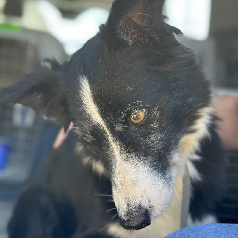 An adult medium-sized female Black Border Collie dog named Veronica for adoption in Point Richmond, CA