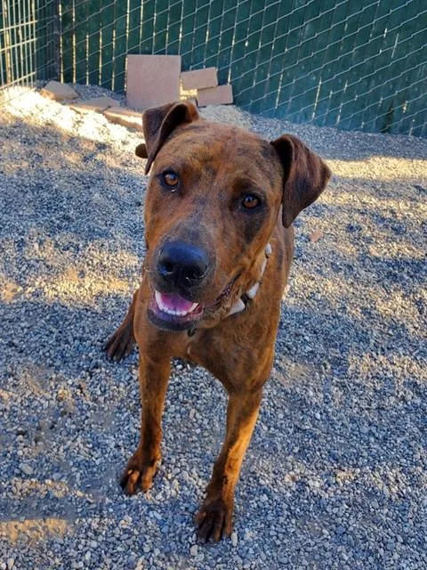 A young large-sized male American Staffordshire Terrier dog named Duke for adoption in Santa Maria, CA