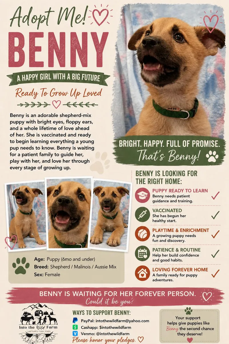 A baby large-sized male Sable Shepherd dog named Benny for adoption in Frazier Park, CA