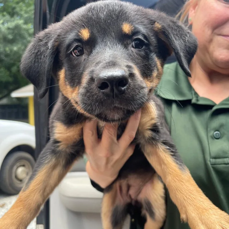 A baby small-sized female Black Mixed Breed dog named Persephone for adoption in Valley, AL
