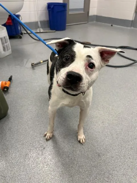 An adult medium-sized male Pit Bull Terrier dog named Apollo for adoption in Indianapolis, IN