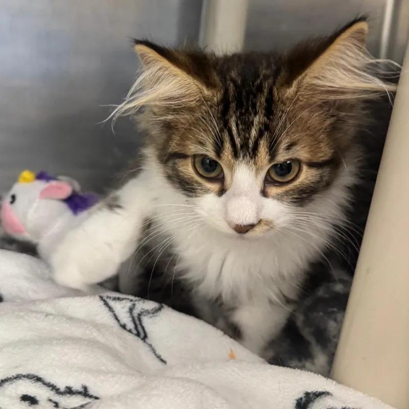 A baby small-sized male Domestic Medium Hair cat named Garlic for adoption in Brockton, MA
