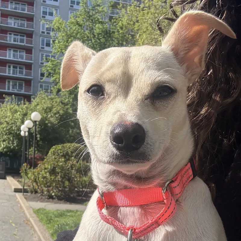 A young small-sized female Yellow / Tan / Blond / Fawn Chiweenie dog named Cashew for adoption in Brooklyn, NY