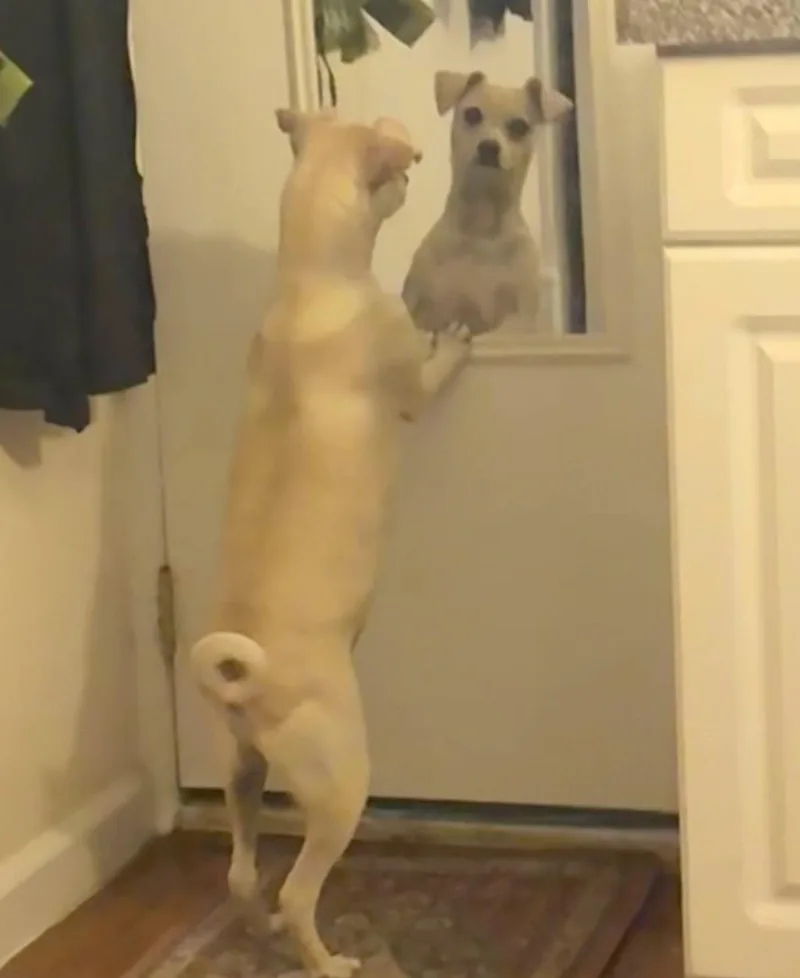 Cashew thumbnail 4