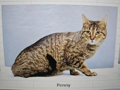 An adult small-sized female Domestic Short Hair cat named Penny for adoption in Cincinnati, OH