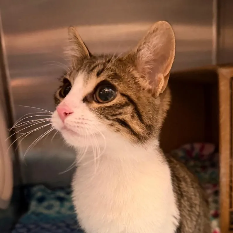 A baby small-sized male Domestic Short Hair cat named Rusty for adoption in Murray, UT