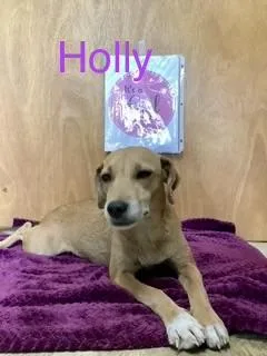 An adult medium-sized female Australian Cattle Dog / Blue Heeler dog named Holly for adoption in Welling, OK