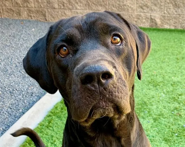 A young large-sized male Black Labrador Retriever dog named SAVE ME PLEASE Topper for adoption in San Marcos, CA