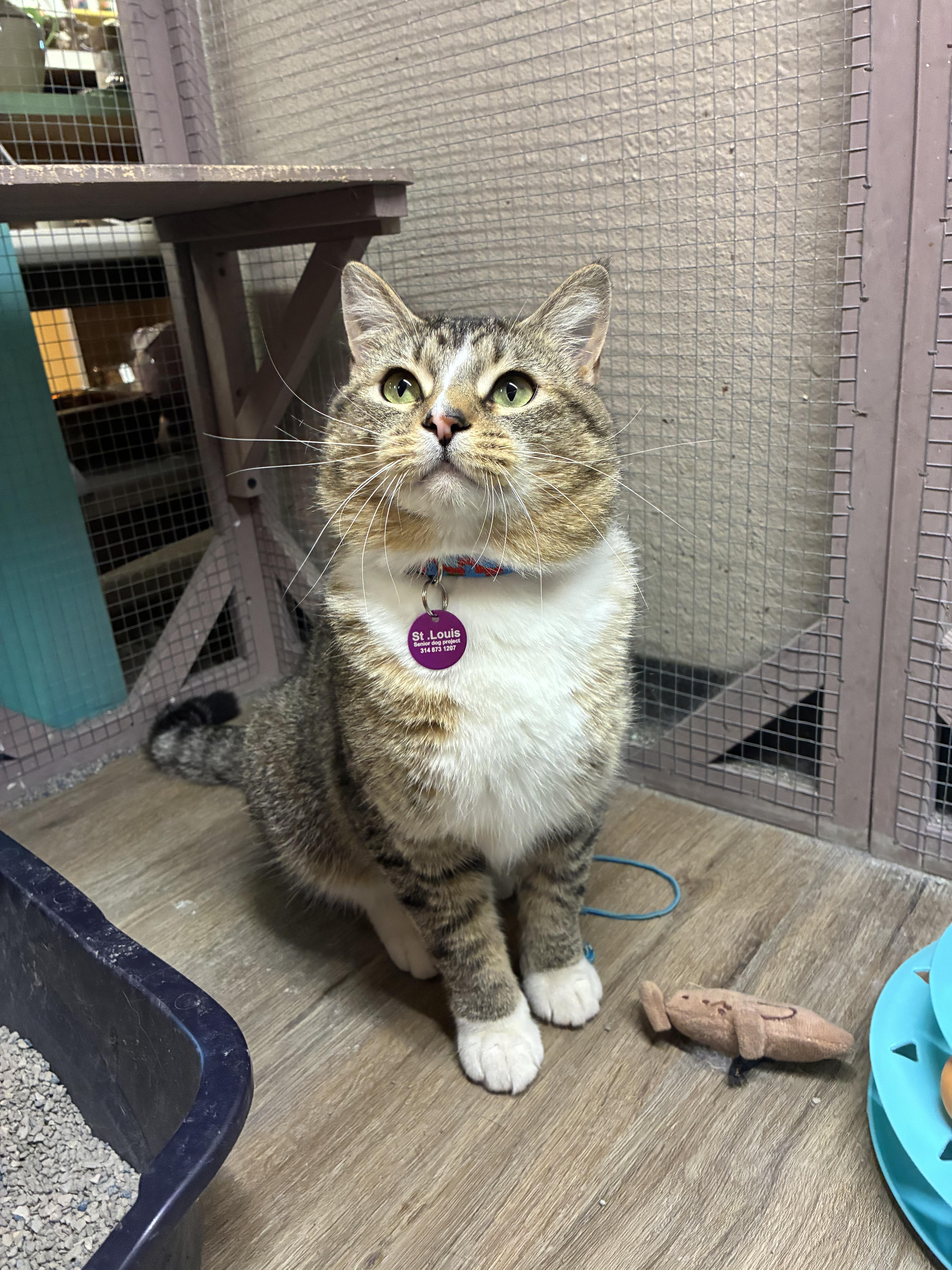 A young medium-sized male Domestic Short Hair cat named Sir Fluffy Butt for adoption in Saint Louis, MO