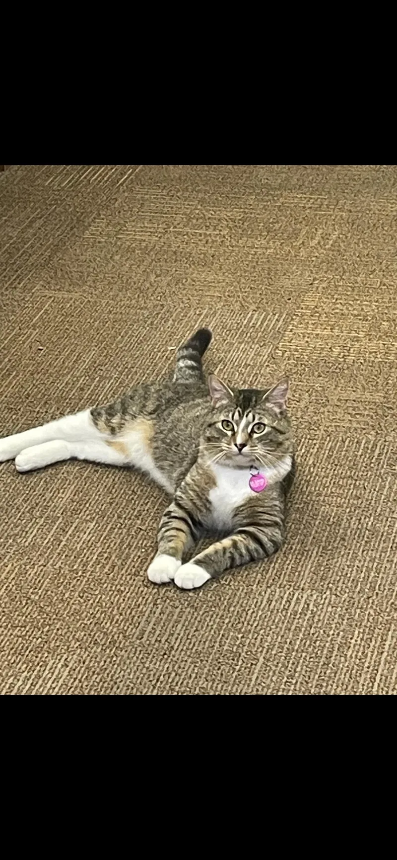 Sir Fluffy Butt thumbnail 3