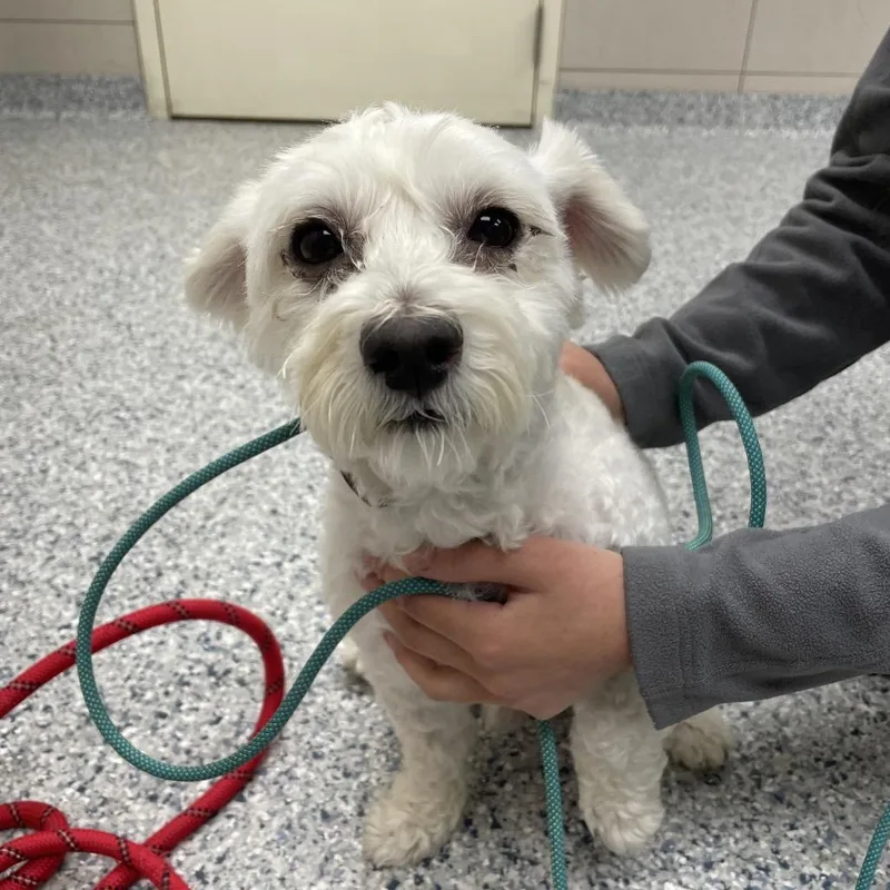 A senior small-sized male White / Cream Poodle dog named Osi for adoption in Chicago, IL