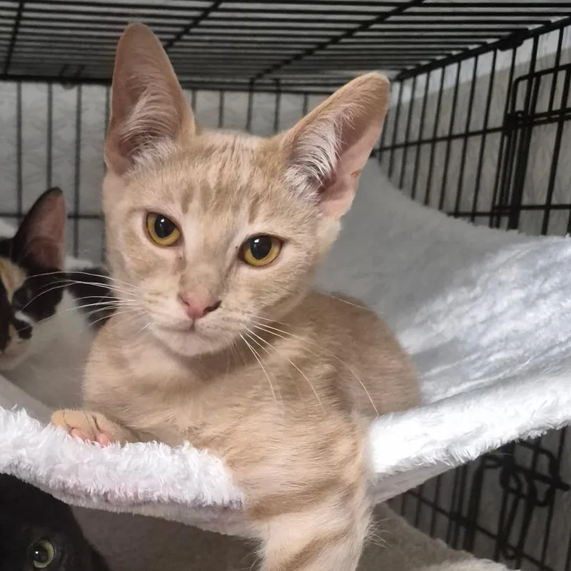 A baby small-sized male Orange / Red Domestic Short Hair cat named Red Hot Chili Pepper for adoption in Ventura, CA