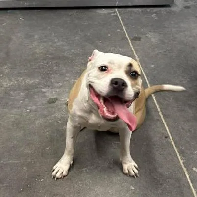 An adult medium-sized female Brown / Chocolate American Bulldog dog named China for adoption in Mullins, SC