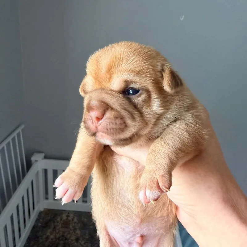 A baby small-sized male Chihuahua dog named Taco for adoption in Saint John, IN