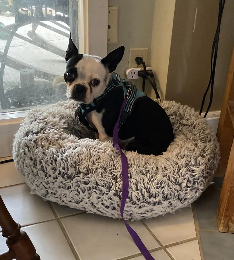 An adult small-sized female Tricolor (Brown, Black, & White) Boston Terrier dog named Pammie Jenoff KY for adoption in Maryville, TN