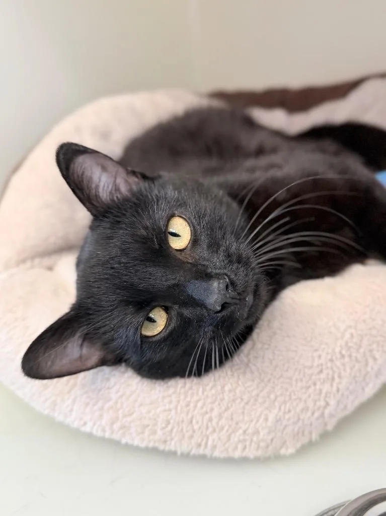 A young medium-sized male Domestic Short Hair cat named Deluxe for adoption in Menomonie, WI