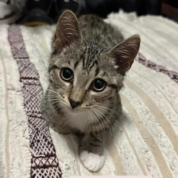 A baby small-sized male Tabby (Gray / Blue / Silver) Domestic Short Hair cat named Aragorn and Frodo for adoption in Weehawken, NJ