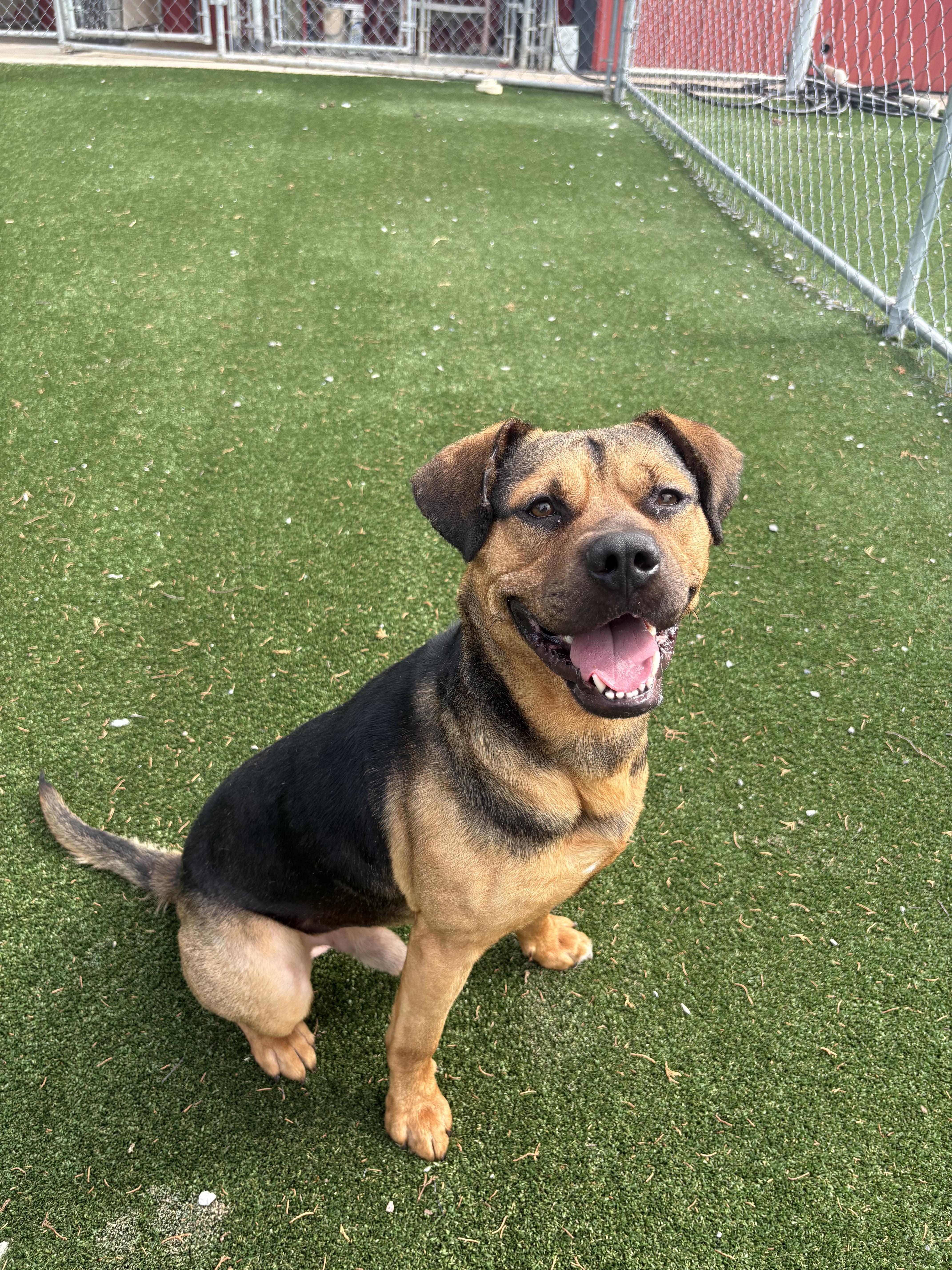 An adult medium-sized male Bicolor Hound dog named Amos for adoption in Gallatin, TN