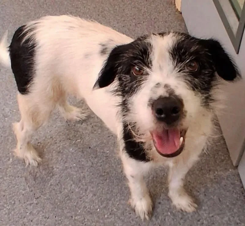 An adult small-sized female Terrier dog named Blossom for adoption in Covington, VA