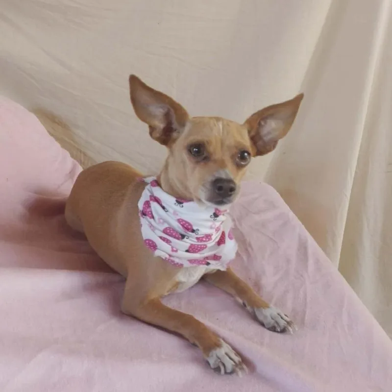 An adult small-sized female Yellow / Tan / Blond / Fawn Chihuahua dog named Ginna for adoption in San Diego, CA