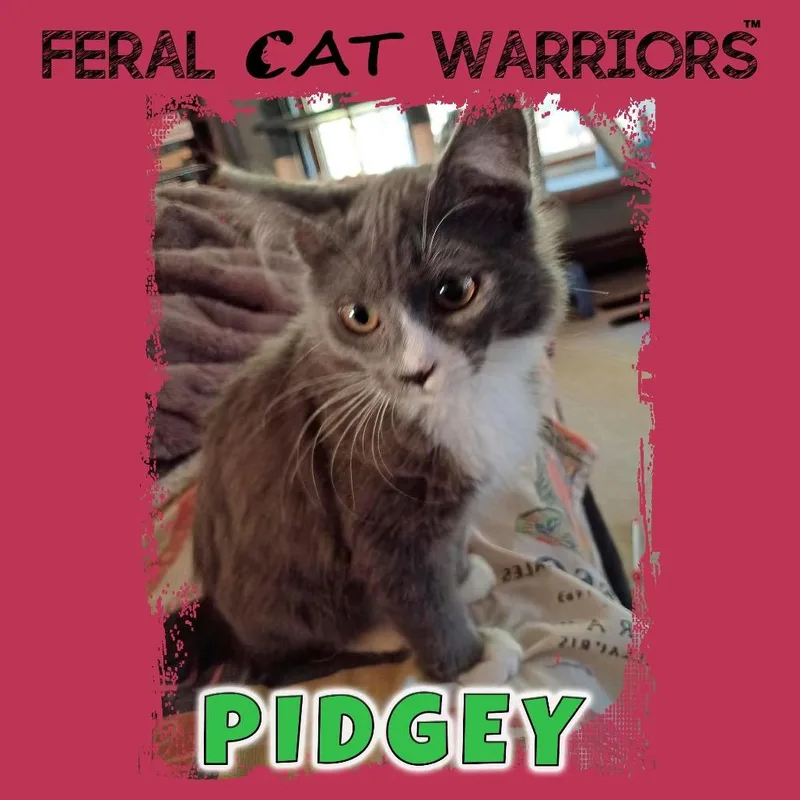 Pidgey