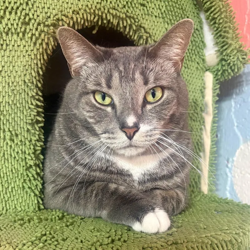 An adult extra large-sized male Gray / Blue / Silver Domestic Short Hair cat named River for adoption in Fort Lauderdale, FL