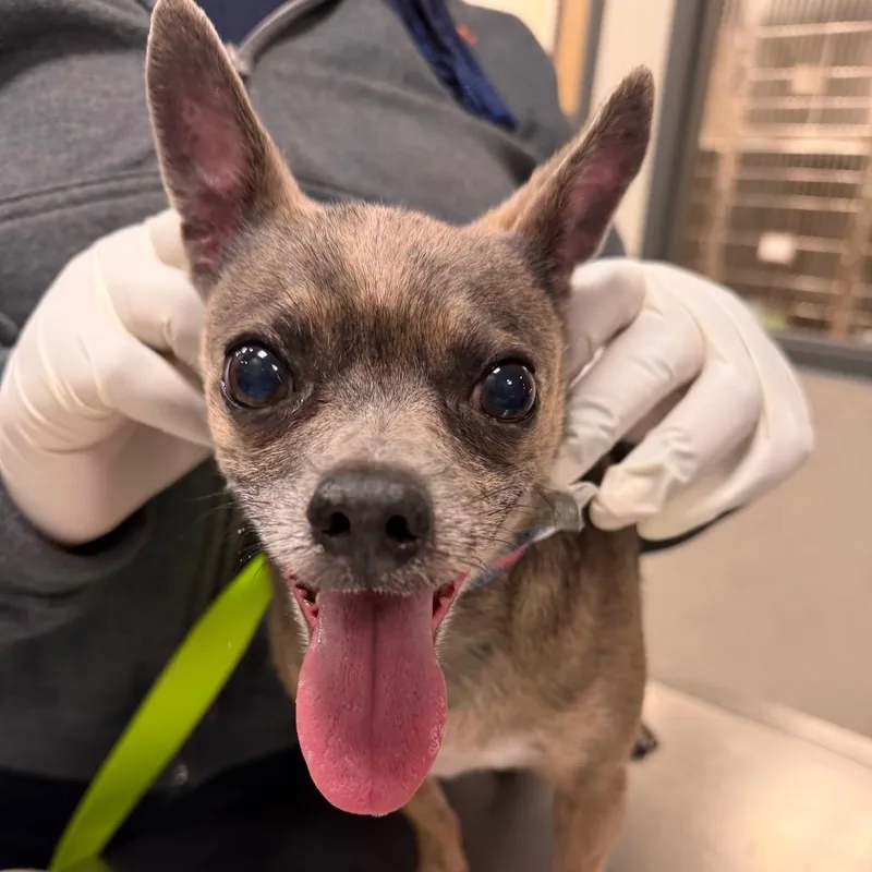 A senior small-sized male Mixed Breed dog named Baby Blue for adoption in Jacksonville, FL