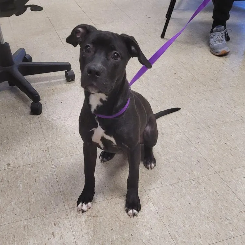 Clever Renee thumbnail 2