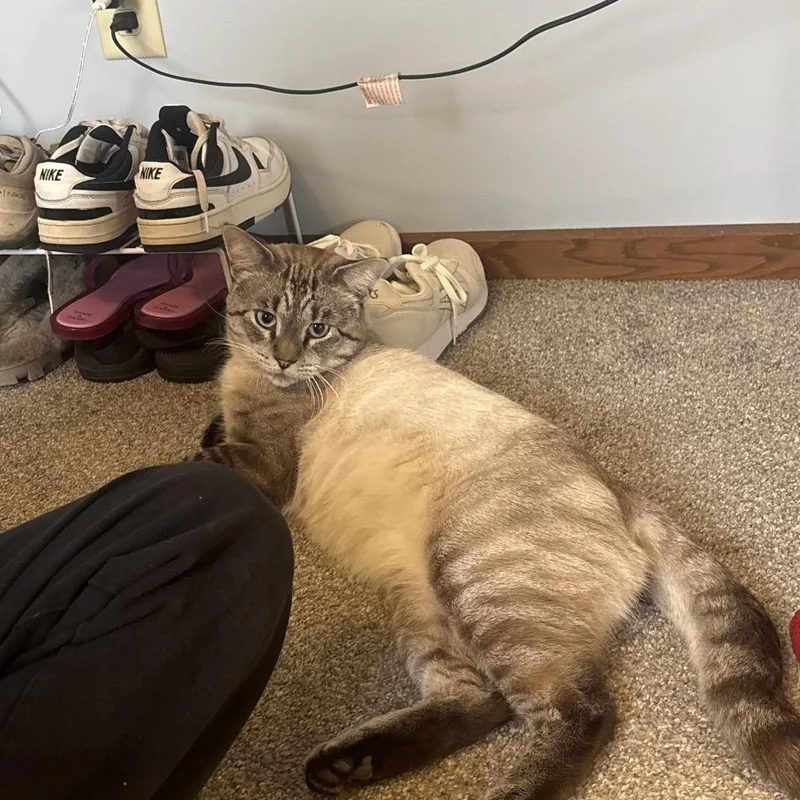 An adult small-sized male Smoke Domestic Short Hair cat named Found near Willow Creek for adoption in Rochester, MN