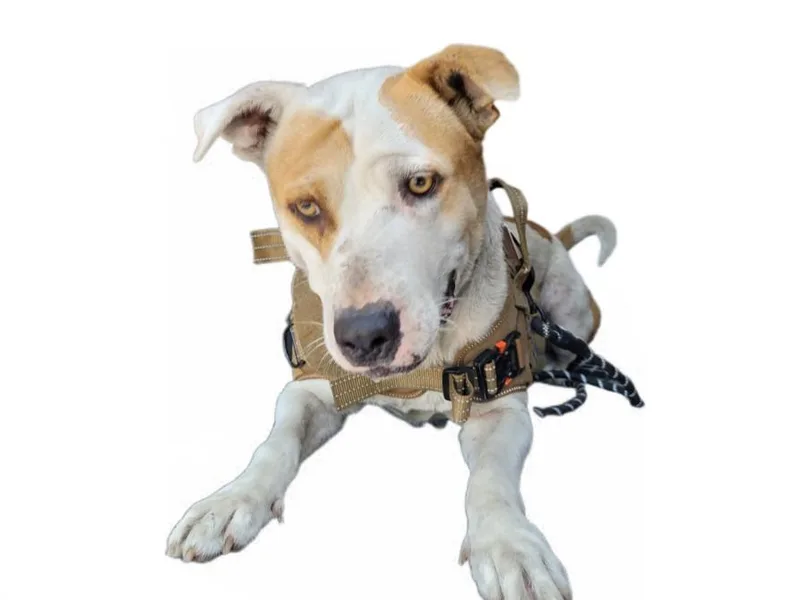 An adult medium-sized male Pit Bull Terrier dog named Jeffrey for adoption in Los Angeles, CA
