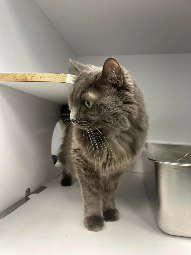 A senior medium-sized female Gray / Blue / Silver Domestic Long Hair cat named Kailani for adoption in Trenton, ME