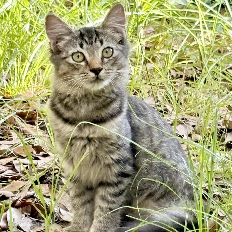 A baby small-sized female Brown / Chocolate Domestic Medium Hair cat named Dolly for adoption in North Port, FL