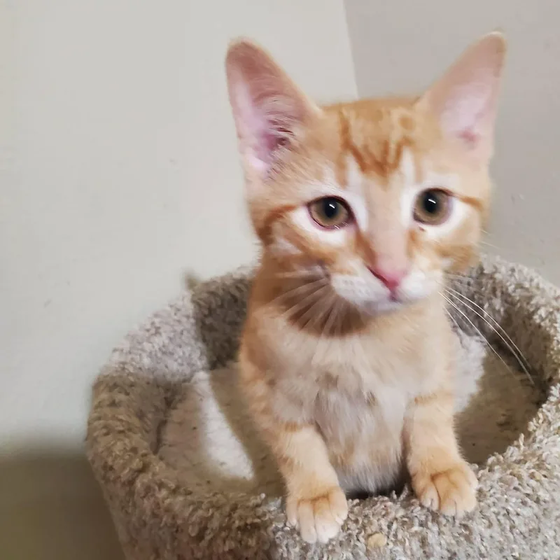 A baby small-sized male Tabby (Orange / Red) Domestic Short Hair cat named Ziggy for adoption in Sedalia, MO