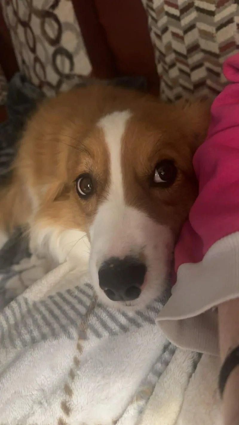 An adult medium-sized male Pembroke Welsh Corgi dog named Oscar for adoption in Fort Madison, IA