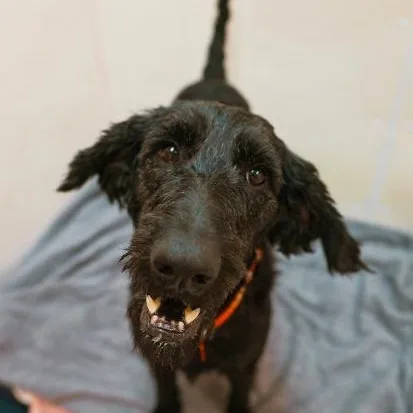An adult large-sized male Black Poodle dog named Walter for adoption in Cincinnati, OH