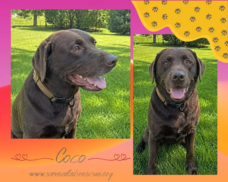 An adult large-sized female Brown / Chocolate Labrador Retriever dog named Coco for adoption in Middletown, RI