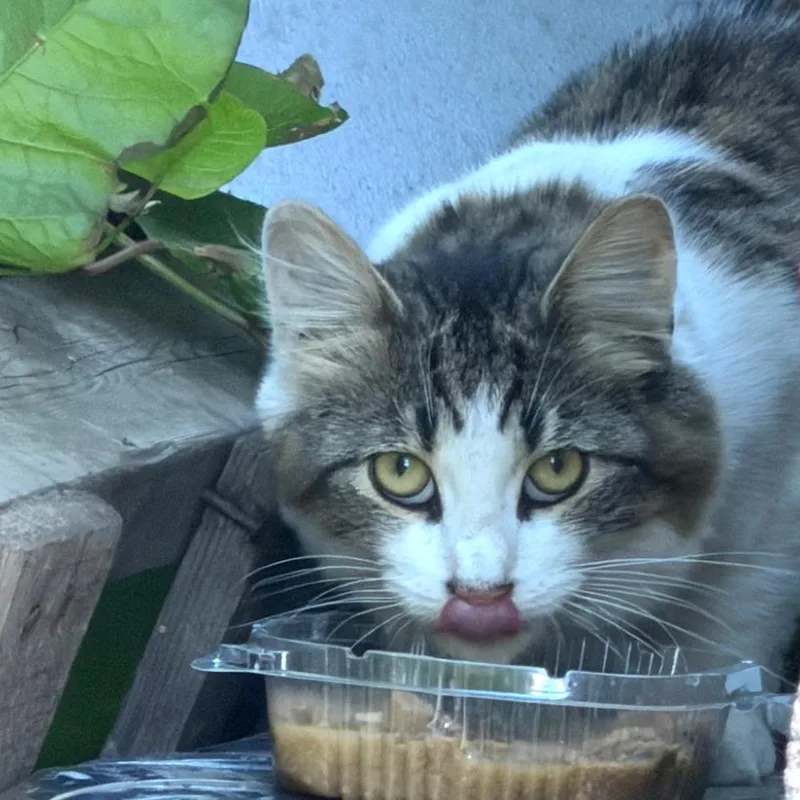A young medium-sized female White Domestic Short Hair cat named Hanna for adoption in Middle Village, NY