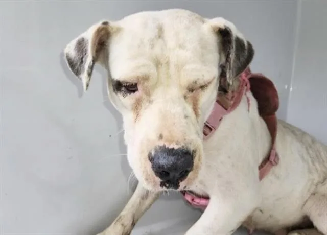 An adult medium-sized female Pit Bull Terrier dog named Lady for adoption in Houston, TX