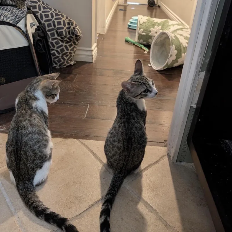 A baby small-sized male Gray / Blue / Silver Domestic Short Hair cat named Olive & Pickles for adoption in Calimesa, CA