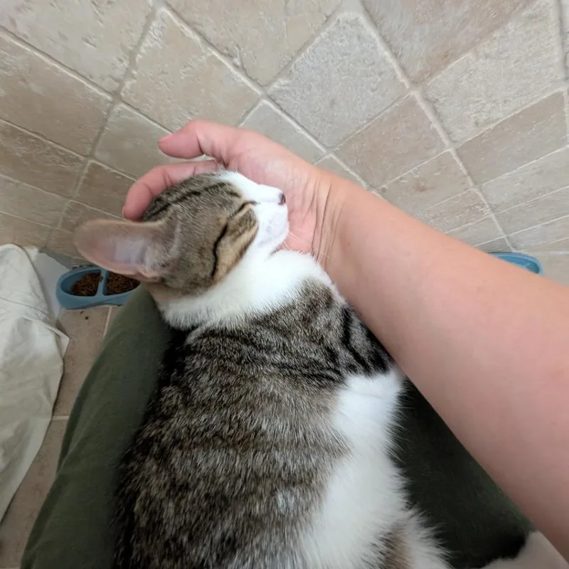 Olive & Pickles thumbnail 2
