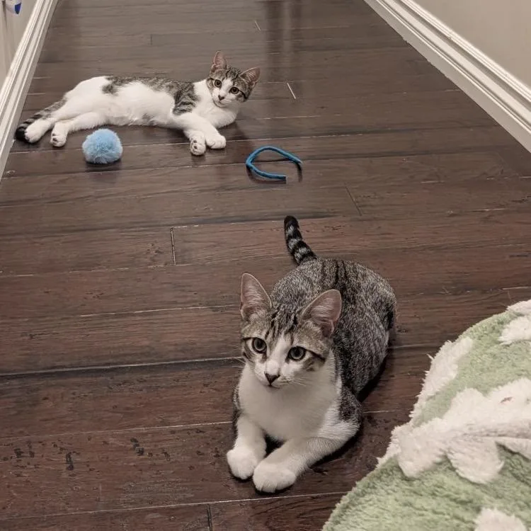 Olive & Pickles thumbnail 3