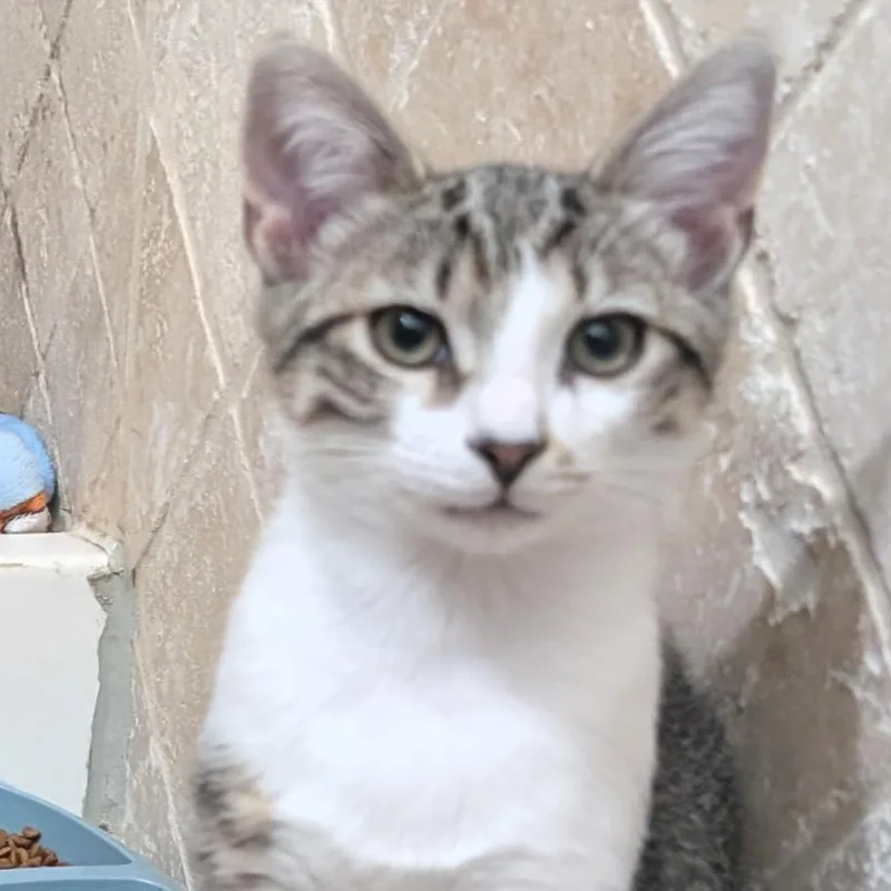 Olive & Pickles thumbnail 4