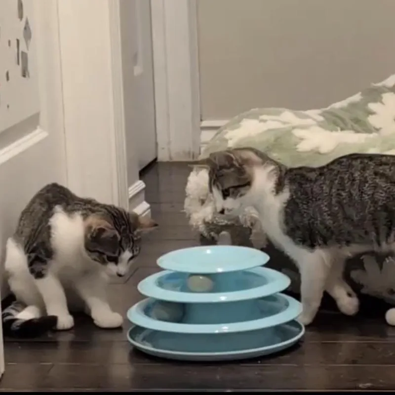 Olive & Pickles thumbnail 5