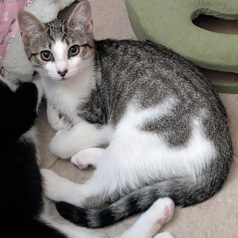 Olive & Pickles thumbnail 6